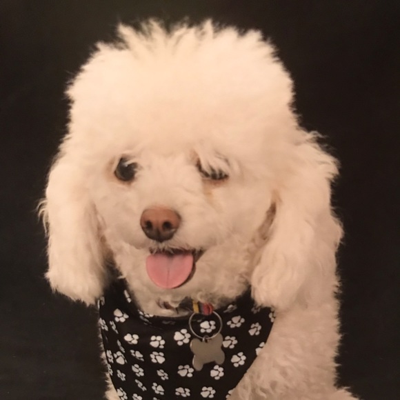 poodleowner2